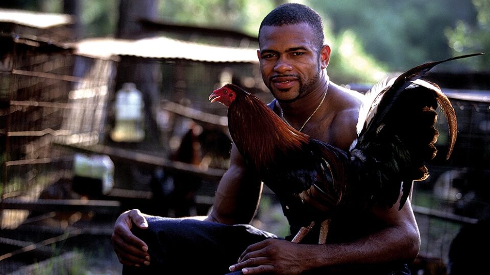 Bunce Diary: Roy Jones Jnr and other animals